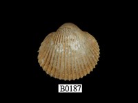 藏品(亞洲鳥尾蛤)的圖片